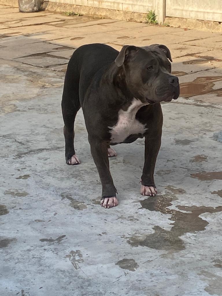 American XL Bully Female